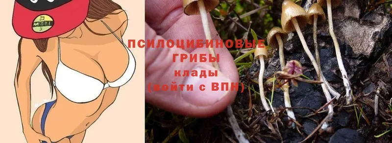 Псилоцибиновые грибы Cubensis  как найти закладки  Великие Луки 