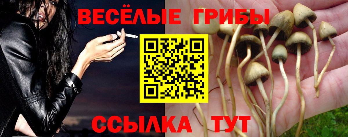 Галлюциногенные грибы Psilocybine cubensis Великие Луки